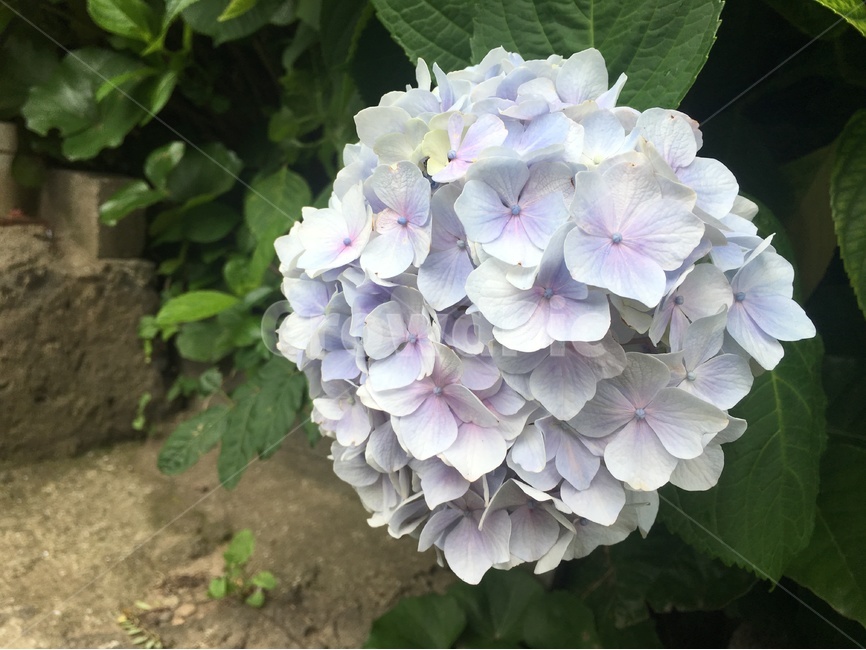 수국,꽃,식물,정원,제주,제주도,한국,아시아,경관,경치,자연,hydrangea,flower,plant,garden,jeju,jejuisland,korea,asia,landscape,nature,scenery,scene,view,식물,자연,plants,nature,꽃,flower