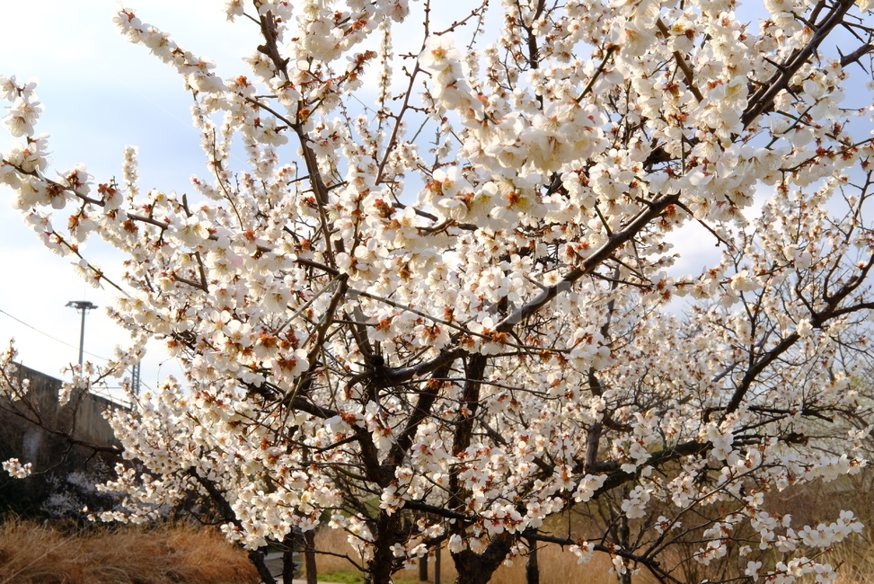 봄,봄꽃,꽃,매화,나들이,배경,배경화면,flower,flowers,spring,봄,계절,spring,season,plant,식물,blossom