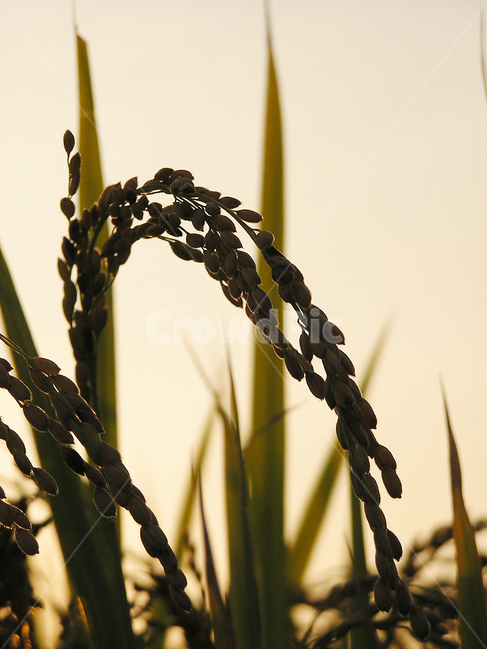 벼,쌀,곡식,추수,벼농사,곡류,곡식,cereals,농업,농사,agriculture,farming,farming industry