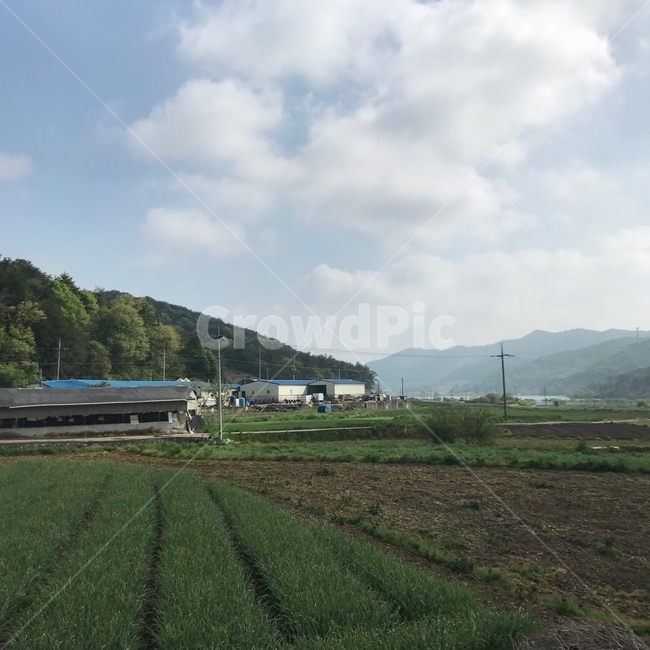 시골,시골밭,농촌,밭,시골길,맑은하늘,전봇대,창고,시골,마을,풍경,landscape,country,rural,town