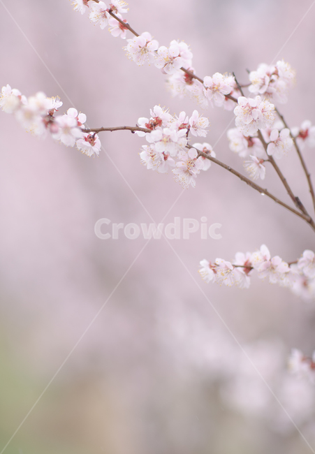 매화,매화꽃,봄,plant,식물,cherryblossom,꽃,flower,blossom