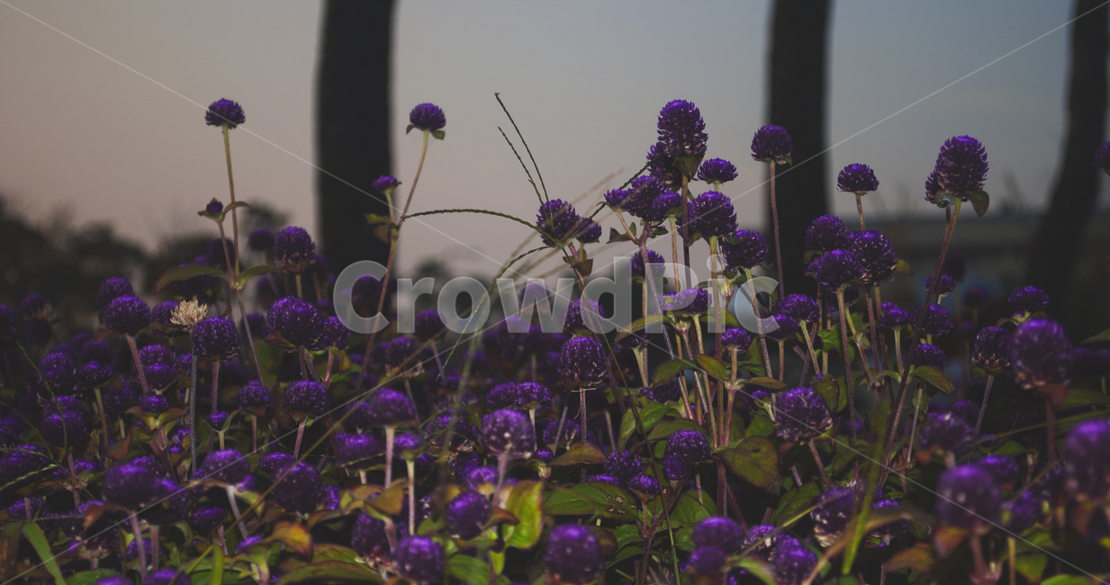 꽃,자연,식물,flower,plants,nature,보라색꽃,야생화,들꽃,저녁,어두운,스산한,보라색,보라,퍼플,바이올렛,purple,식물,자연,plants,nature,꽃,flower