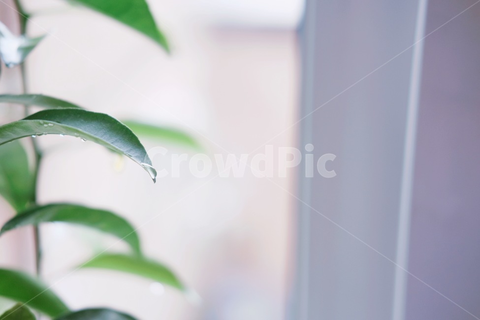 물방울,이슬,나뭇잎,풀잎,아침,식물,식물,자연,plants,nature,감성,sensible,feeling
