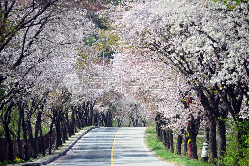 Cherry Blossom,blossom,local road,flower road,flower,curved road,road,cherry blossom road,colonnade,plant,road name,horizontal cherry blossoms