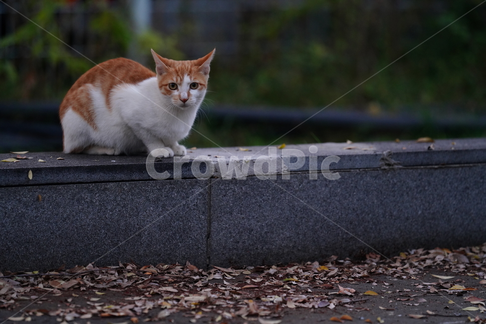 cat,고양이,동물,pet,포유류,생물,생명,길고양이,animal,mammal,동물,animal,포유류,mammal,고양이,cat,kitten,kitty