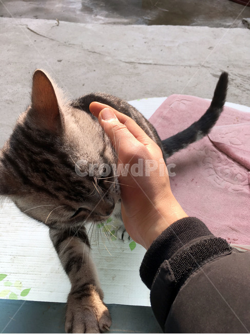 고양이,아메리칸숏헤어,동물,반려동물,애완동물,냥이,동물,animal,포유류,mammal,고양이,cat,kitten,kitty