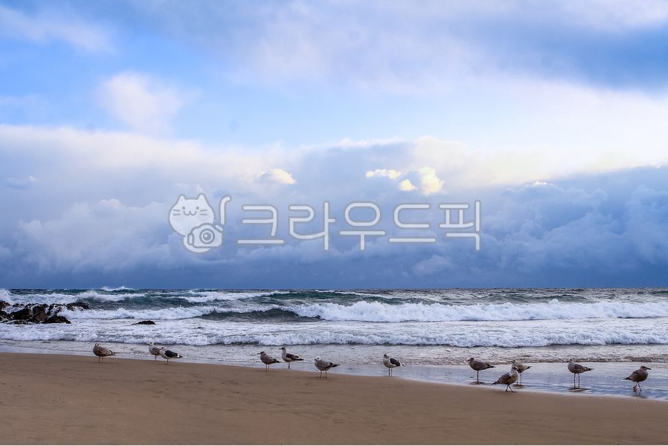 sea,cloud,Beach,seascape,bird,weather,Mukho,Seagull,nature,Birds,water,East Sea,swarm,ocean,outdoors,animal