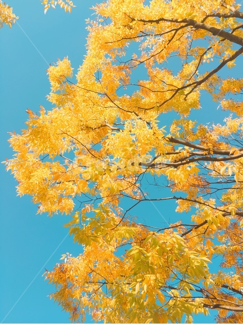 풍경,하늘,가을하늘,가을풍경,가을,가을,계절,fall,autumn,season,식물,자연,plants,nature,나무,trees,wood,색깔,색상,색채,색감,color sense,color sensitivity,feeling of color,tree,plant,maple,단풍