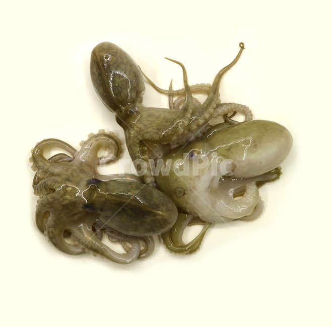주꾸미,쭈꾸미,문어,낙지,해산물,음식,해물,식재료,요리재료,음식재료,식품,요리,싱싱한,신선한,어류,연체동물,오브젝트,누끼,동물,animal,수산물,해산물,fishery products,seafood