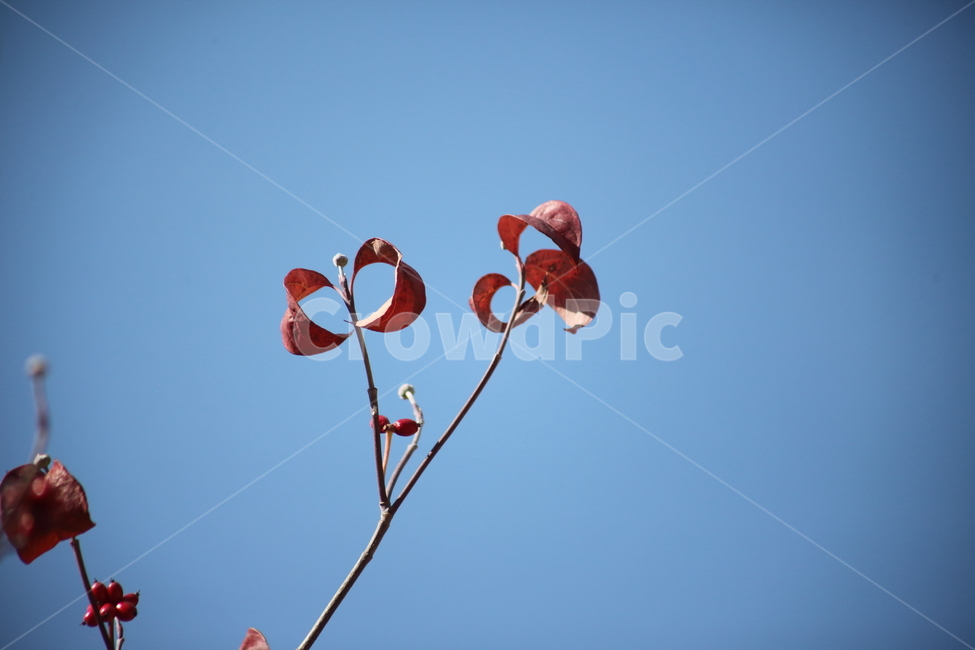 단풍,엽록소,가을,redleaves,하트모양,가을,계절,fall,autumn,season