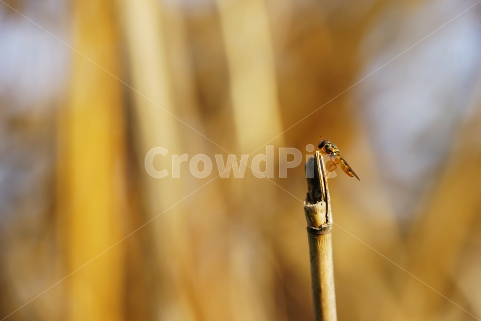 갈대,갈대숲,마른갈대,곤충,숲,동물,animal,곤충,벌레,insect,bug
