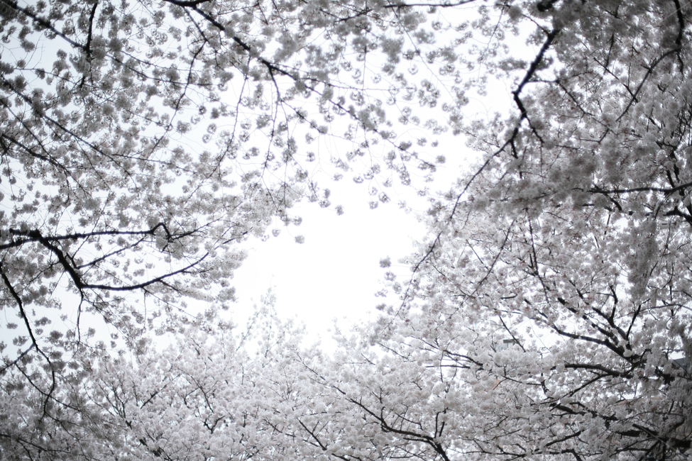 plant,식물,flower,꽃,blossom,cherryblossom,벚꽃,벚꽃나무,식물,자연,plants,nature,꽃,flower