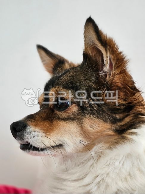 Pets,mammal,puppy,dog side view,animal,dog