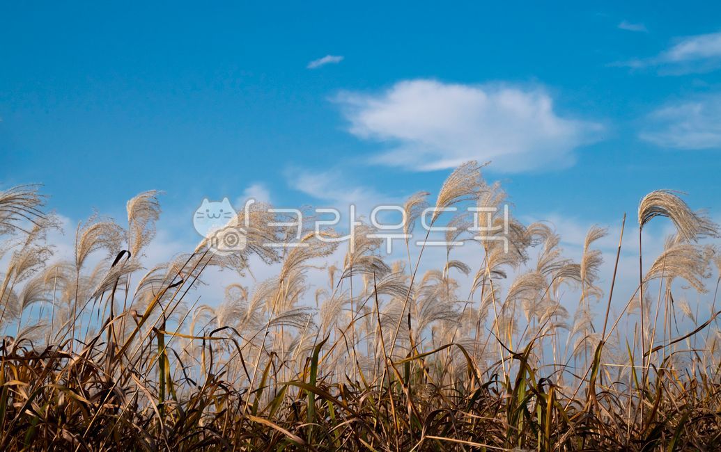 자연, 풍경, 경치, 억새, 억새풀, 사진,이미지,일러스트,캘리그라피 - 서은작가