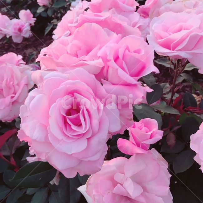 장미,자연,꽃,분홍,화단,정원,rose,pink,color