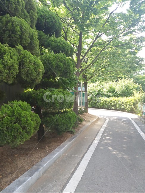 가는길,푸른,식물,햇빛,도로