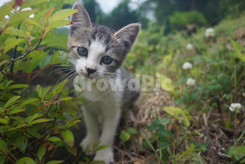 고양이,냥이,개냥이,새끼고양이,길고양이,예쁜고양이,동물,animal,포유류,mammal,고양이,cat,kitten,kitty