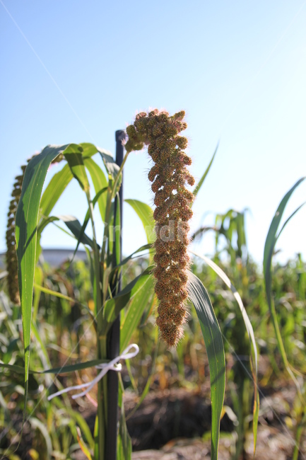 조,식물,풀,가을,italianmillet,식물,자연,plants,nature