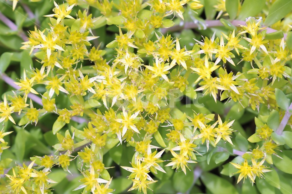 돌나물,plant,식물,꽃,flower,식물,자연,plants,nature,꽃,flower