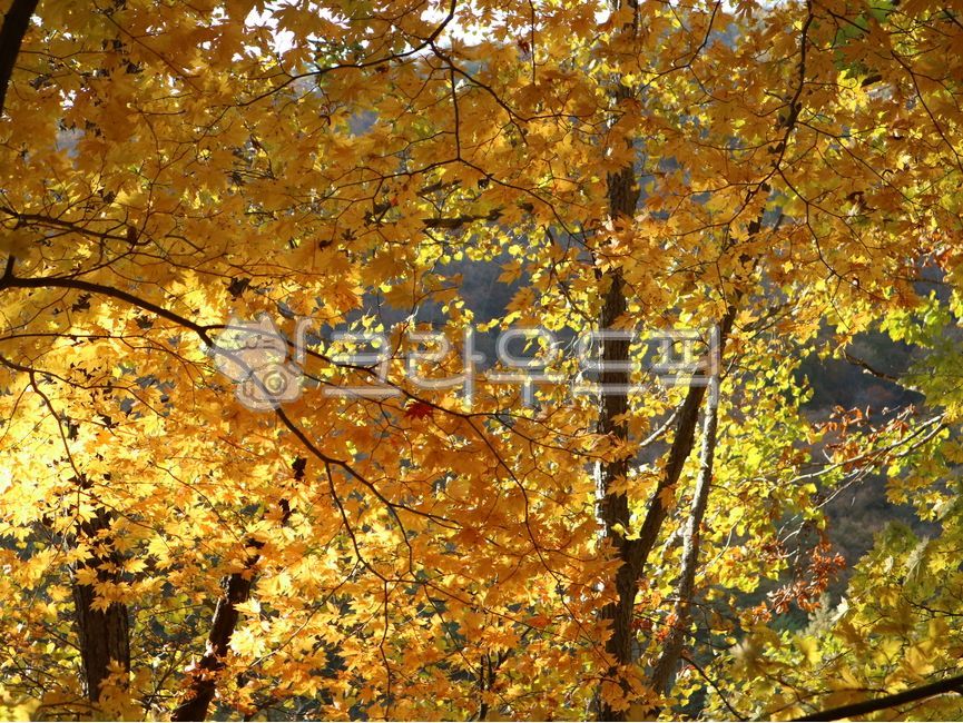 discoloration,color,tree,leaf,Red,Brightly colored,maple,season,autumn,colorful,Maple