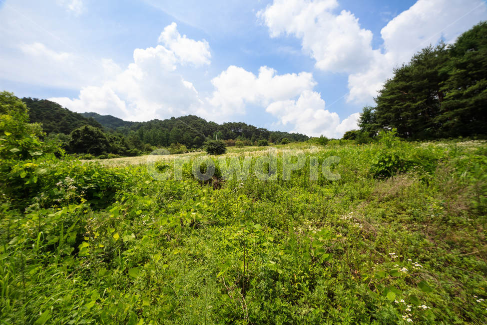 소나무길,소나무,외씨버선길,숲,환경,식물,농촌,자연,풍경,nature,landscape,grassland,목초지,field,들,outdoors,옥외,rural,farm,농장,meadow