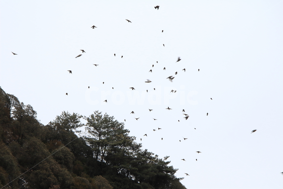 숲,나무,하늘,새,날다,동물,animal,조류,새,birds