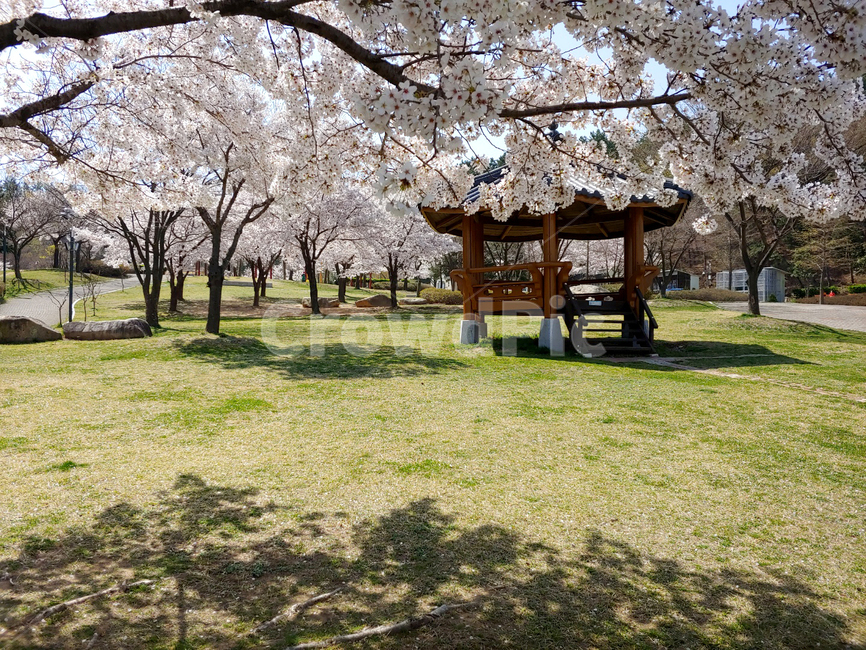 봄,정자,나무,벚꽃,그림자,공원,spring