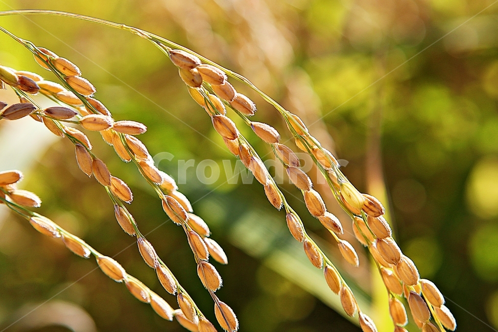 벼,이삭,쌀,곡식,추수,가을,먹거리,식물,자연,논,수확,가을,계절,fall,autumn,season,곡류,곡식,cereals,농업,농사,agriculture,farming,farming industry,grass,잔디,plant,vegetation,초목