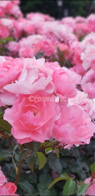 장미,핑크색,분홍장미,분홍색,꽃,화단,식물,자연,plants,nature,꽃,flower