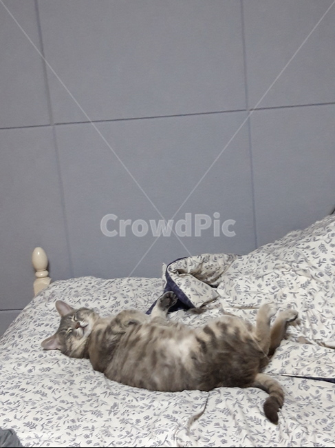 고양이,집고양이,반려묘,반려동물,귀여움,cat,cute,pet