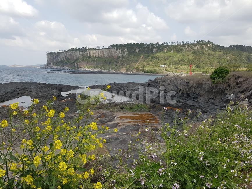 대평포구,제주도,봄,자연풍경,바다,자연,풍경,nature,landscape,한국자연풍경,한국자연경관,korea nature landscape,제주도,jeju,jeju island,식물,plants,꽃,flower,promontory,곶,land,땅,outdoors,옥외