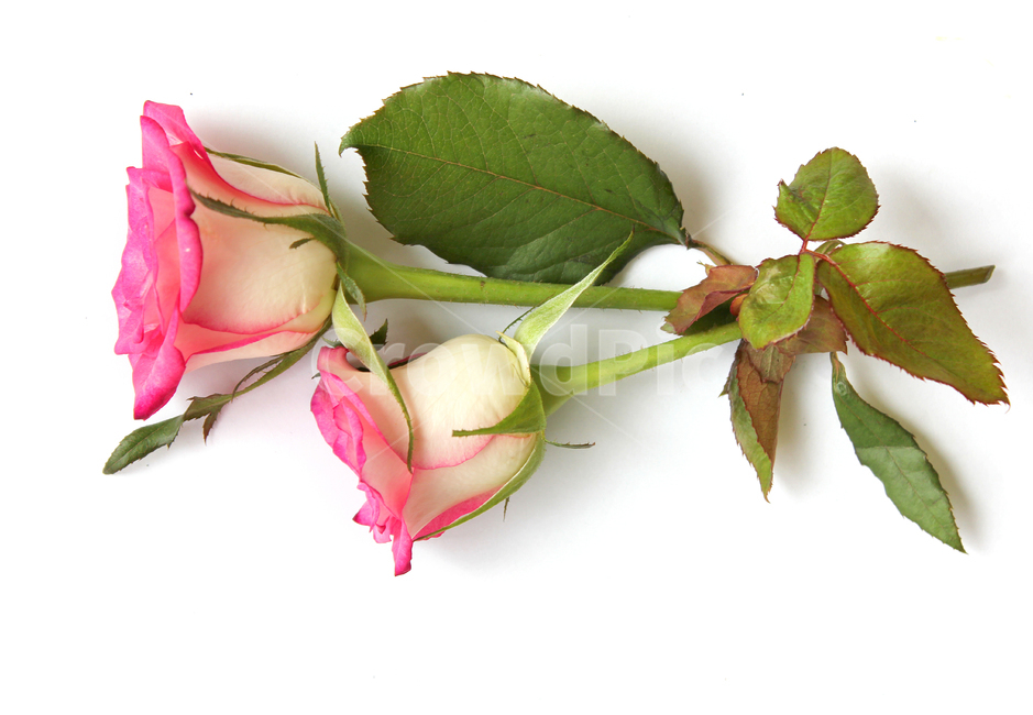 꽃,장미,장미꽃,핑크,생화,rose,flower,pink,신선한,green,leaf,leaves,녹색,그린,잎,나뭇잎,장미잎,탑앵글,식물,사랑,로맨스,love,romantic,두송이,꽃,flower,누끼,remove background