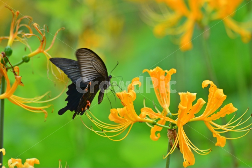plant,식물,blossom,flower,꽃,꽃무릇,나비,호랑나비,식물,자연,plants,nature,꽃,flower,곤충,벌레,insect,bug
