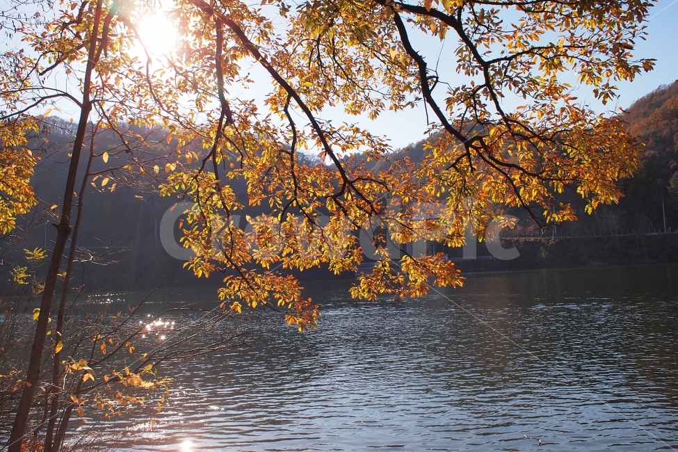 풍경,가을,단풍,호수,강,나무,감성,가을,계절,fall,autumn,season,자연,풍경,nature,landscape,한국자연풍경,한국자연경관,korea nature landscape,식물,plants,나무,trees,wood,water,물,plant,tree,outdoors,옥외