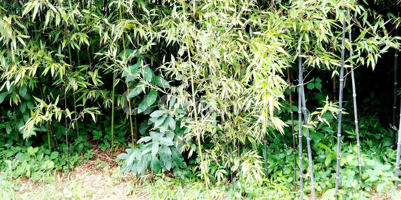 plant,식물,대나무,대나무숲,죽녹원,bamboo,초록색,초록,forest,view,sunny,햇빛,낮