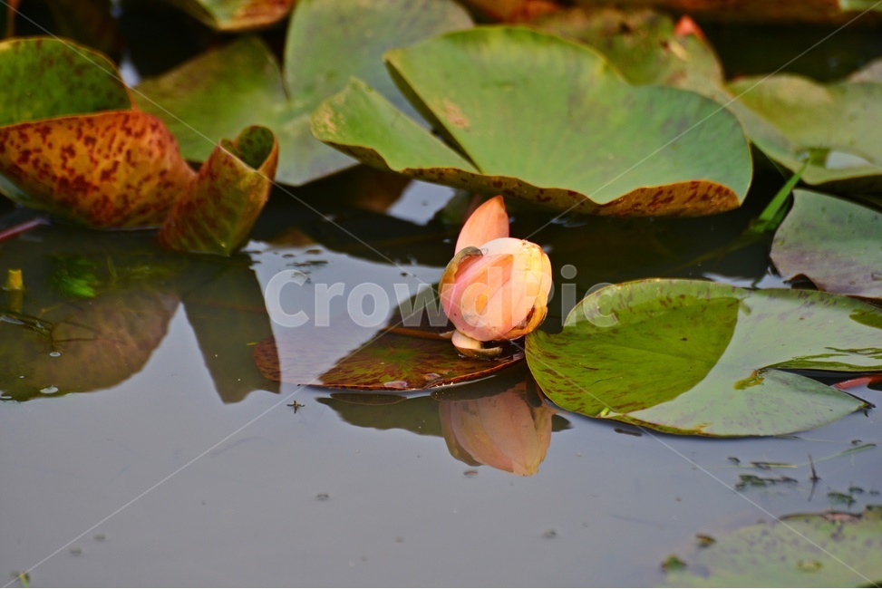 blossom,plant,식물,flower,꽃,수련,연꽃,반영,연못,연잎,연꽃잎,수생식물,수중식물