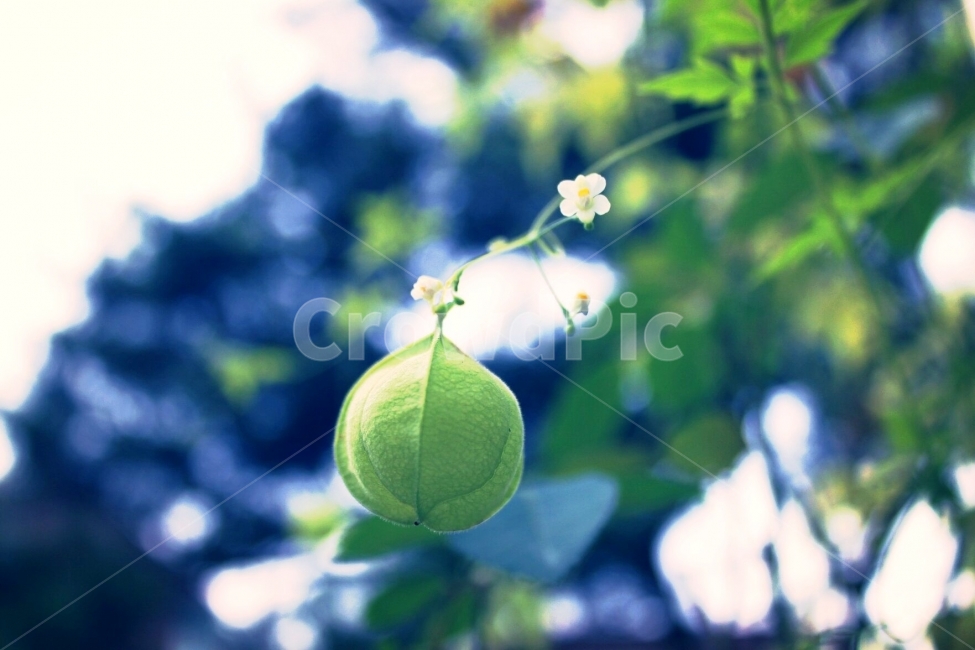 자연,꽃,빛모아농원,풍경,이뻐,식물,자연,plants,nature,감성,sensible,feeling