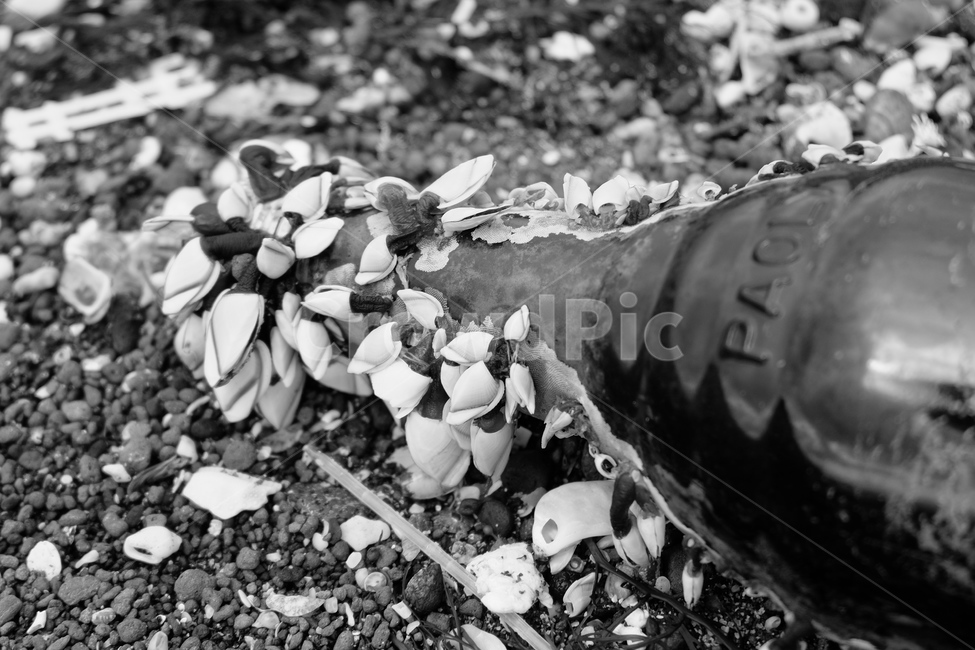 따개비,병,바다,해변,모래사장,barnacle,bottle,흑백,모노톤,monochrome,black and white