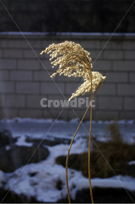 식물,plant,풀,겨울,억새,빛,자연