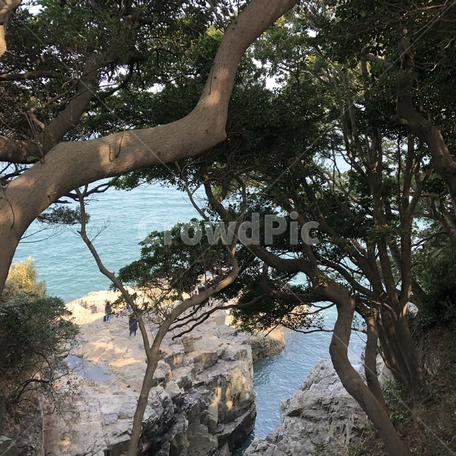 나무,식물,tree,plant,자연
