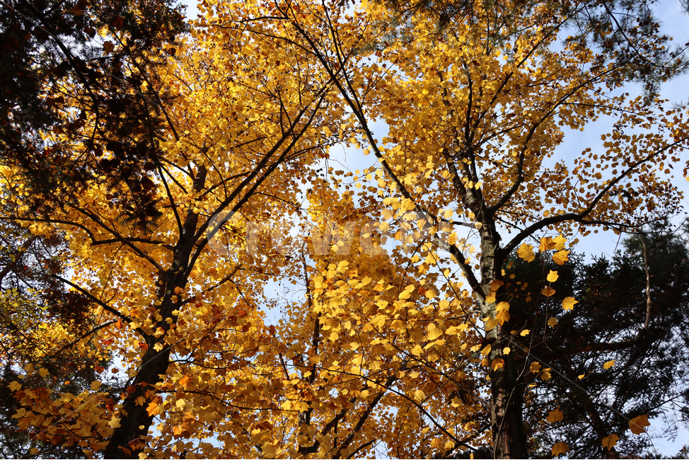 가을,단풍,나무,식물,autumn,fall,tree,plant,leaf,maple,가을,계절,fall,autumn,season