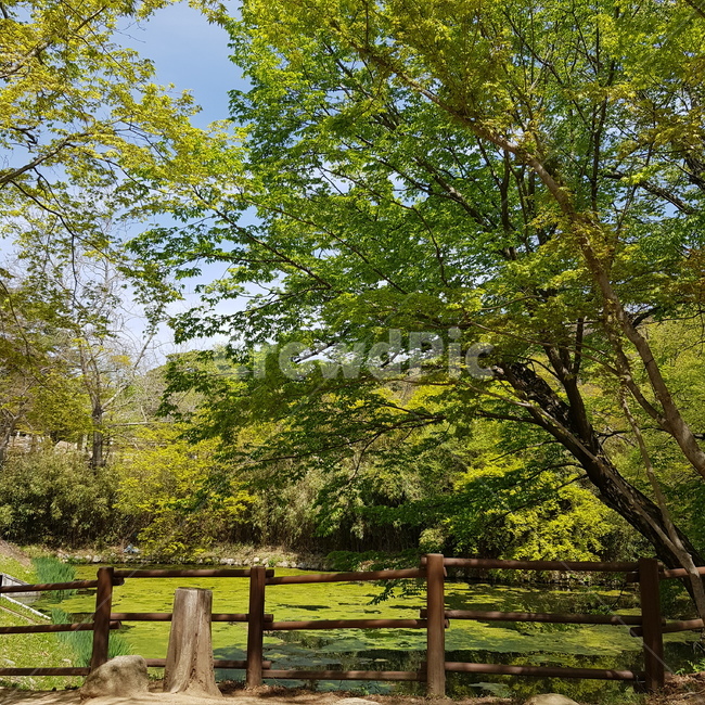 나무,여름,풍경,울타리,연못,자연,산책로