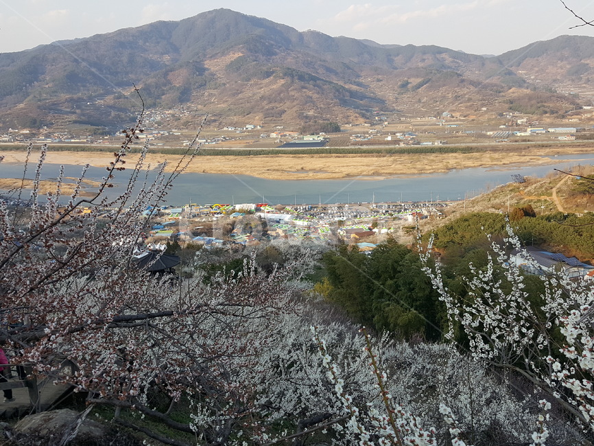 매화,매화꽃,매화마을,축제,꽃,광양매화마을,매화축제,분홍꽃,분홍,파란,하늘,자연,식물,계절,풍경,산,flower,nature,season,봄,계절,spring,season,자연,풍경,nature,landscape,scenery,outdoors,옥외,경치