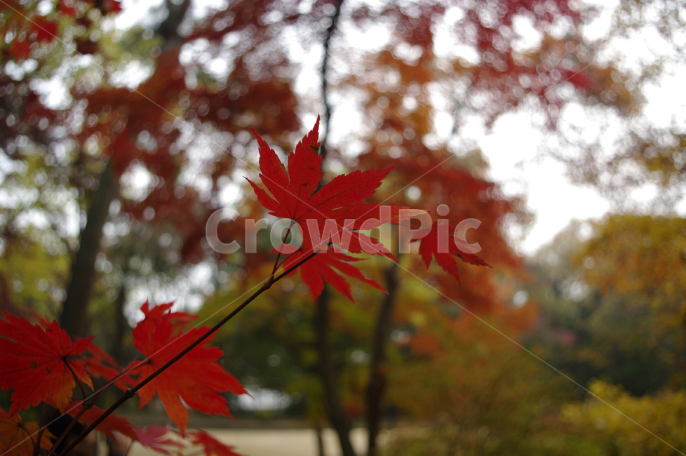 가을,fall,나무,식물,plant,단풍,잎,낙엽,가을,계절,fall,autumn,season,식물,자연,plants,nature,leaf,tree,maple