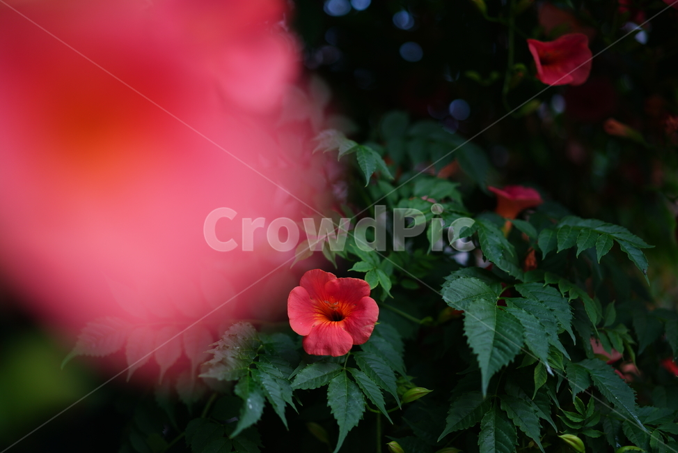 능소화,꽃,컬러,색감,주황,생명,식물,생물,flower,식물,자연,plants,nature,꽃,flower