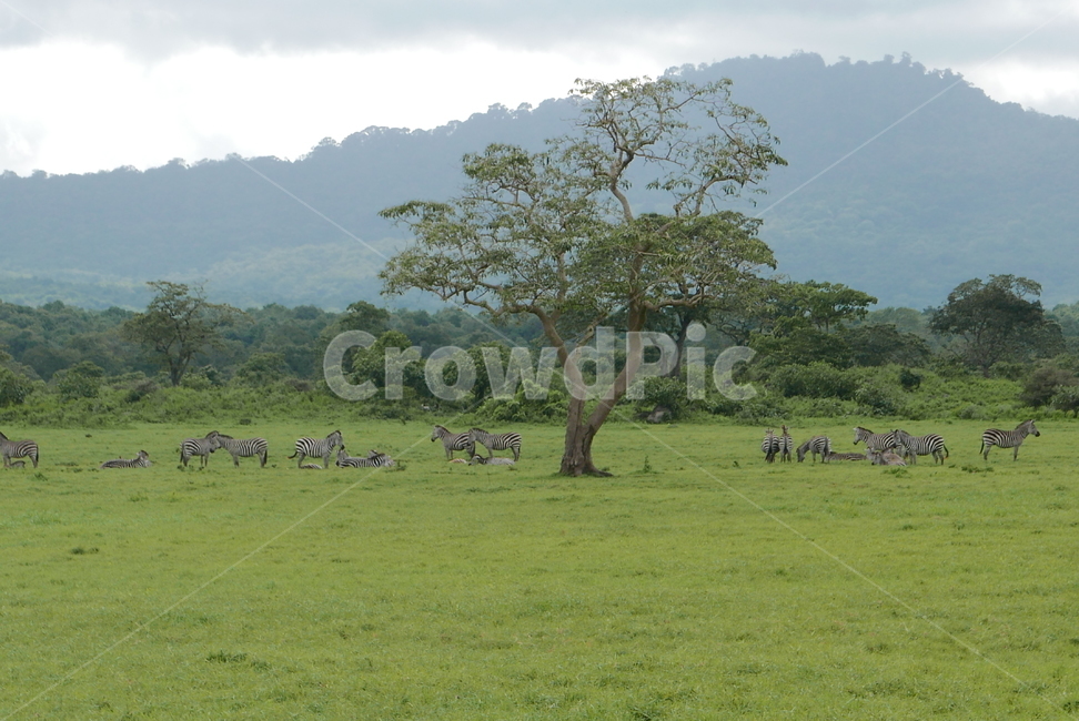 field,들,outdoors,옥외,grassland,목초지,nature,자연,savanna,대초원,자연,풍경,nature,landscape