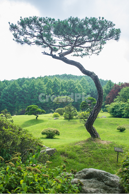 소나무,pinetree,교목,분재,수목원,자연,풍경,nature,landscape,식물,plants,나무,trees,wood,grass,잔디,plant,tree,outdoors,옥외