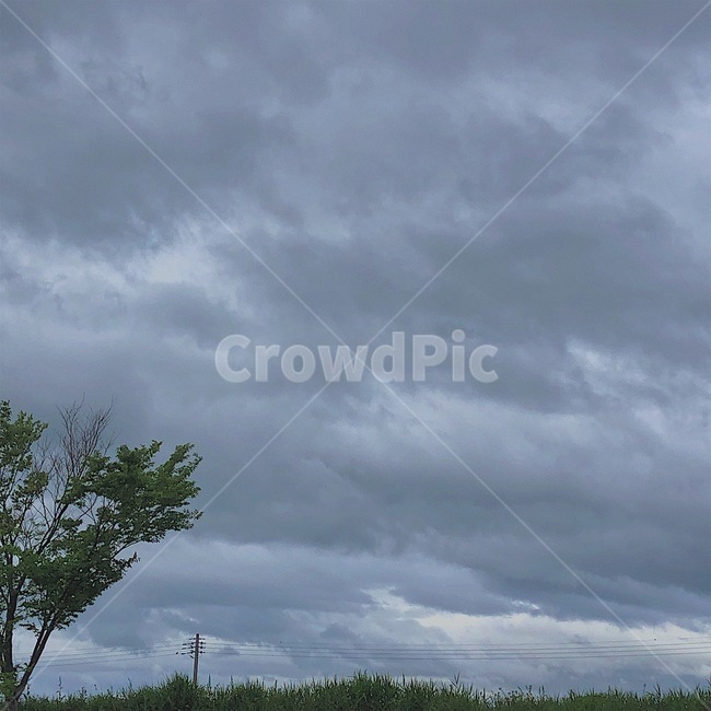 하늘,구름,나무,sky,cloud