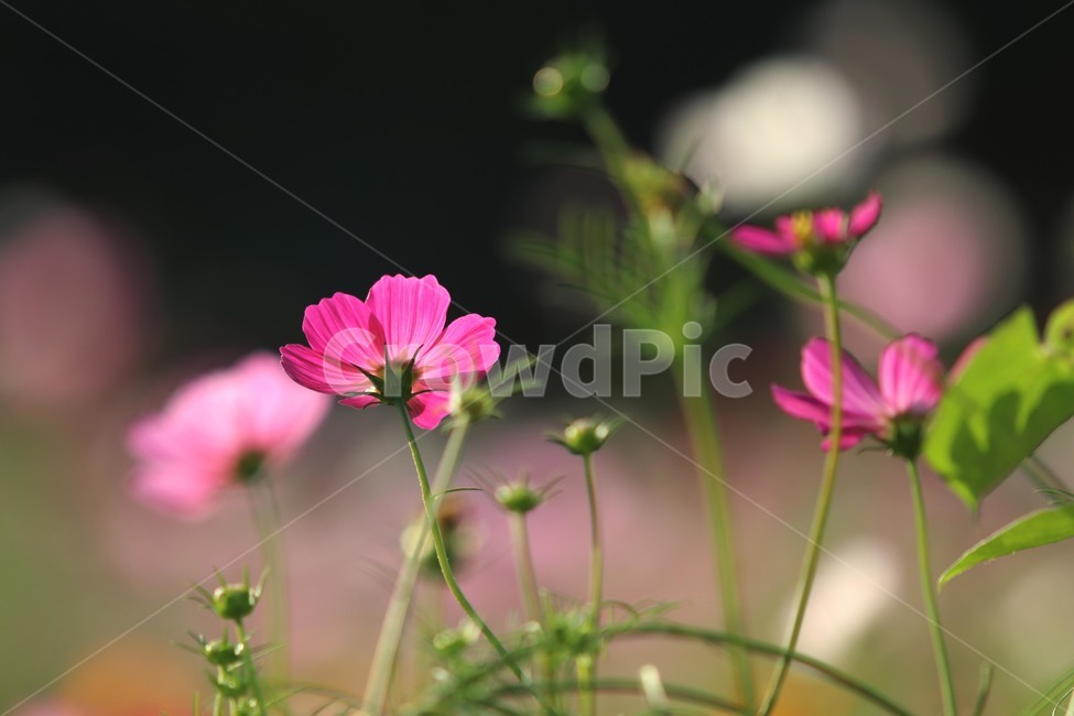 plant,식물,꽃,flower,코스모스,식물,자연,plants,nature,꽃,flower