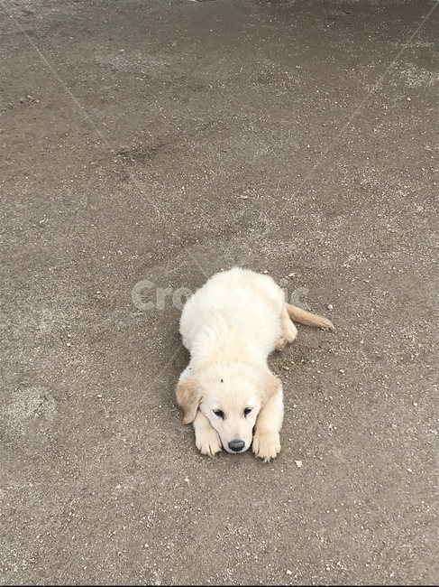 강아지,puppy,dog,동물,animal